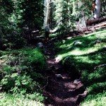 Lush forest of aspens and pines.