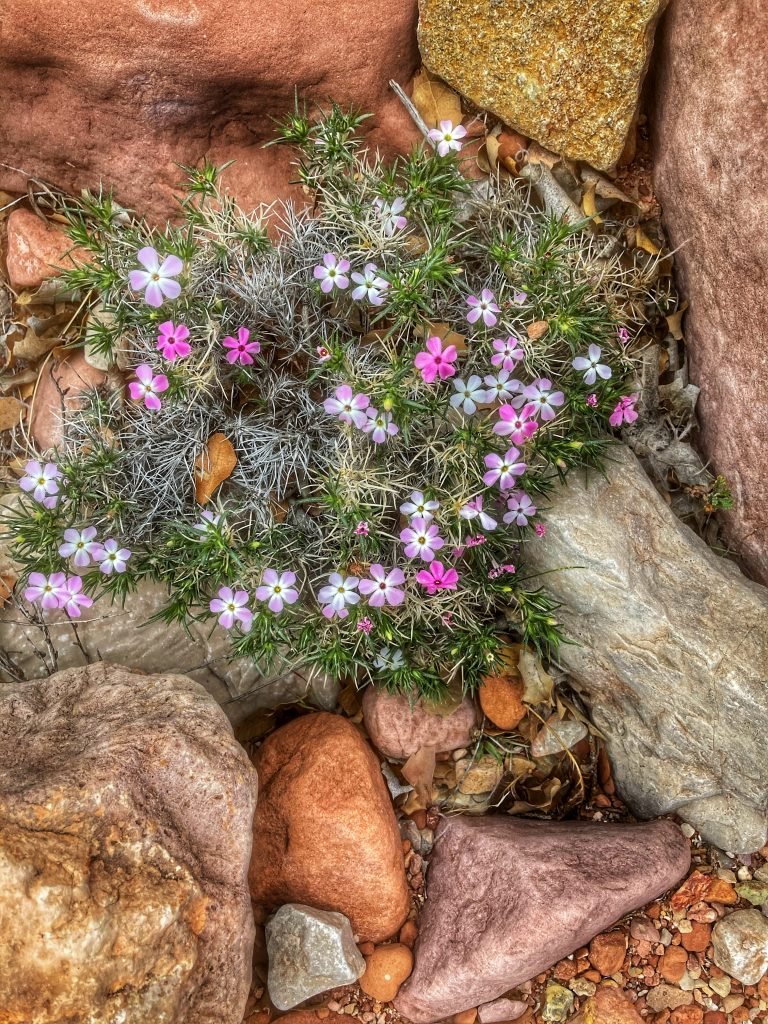 wild phlox
