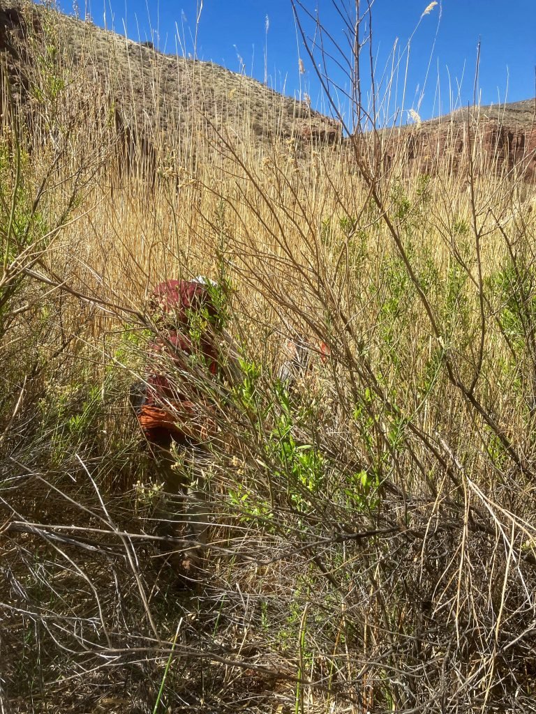 lost in the reeds