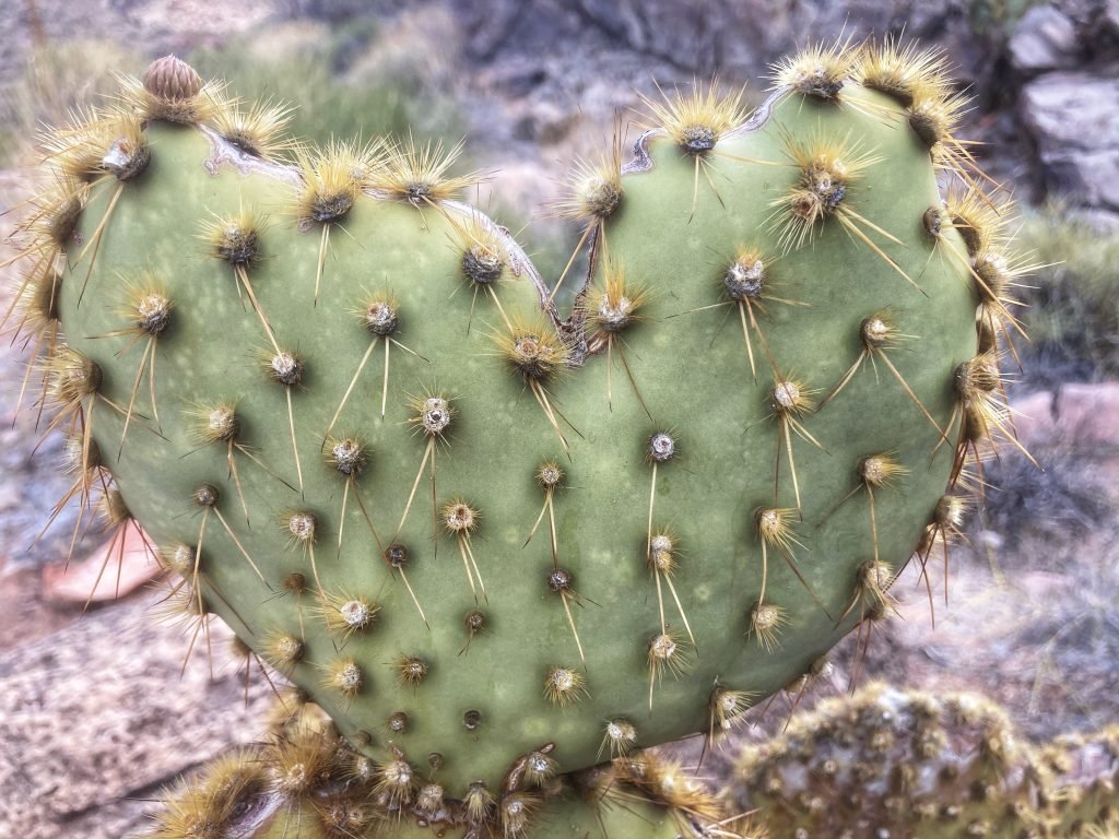 heart cactus