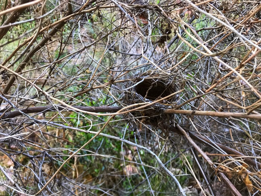 bird nest in the reeds