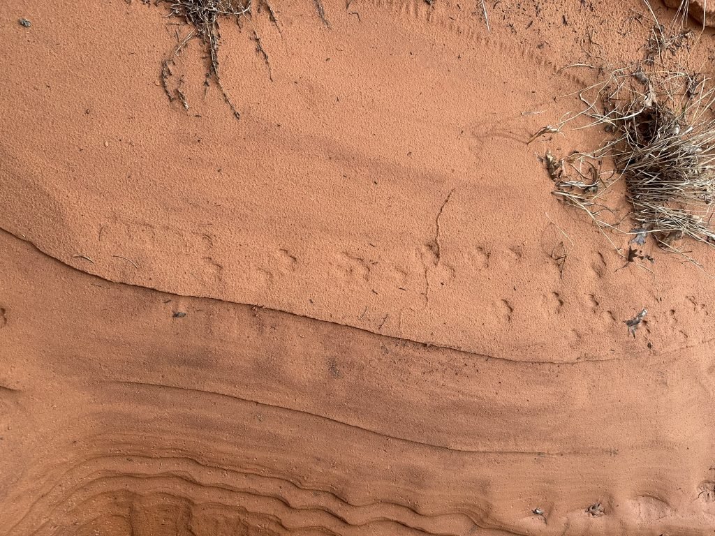 IMG_0919 animal tracks