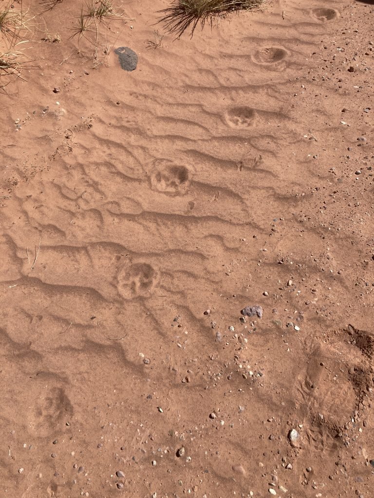 mountain lion tracks