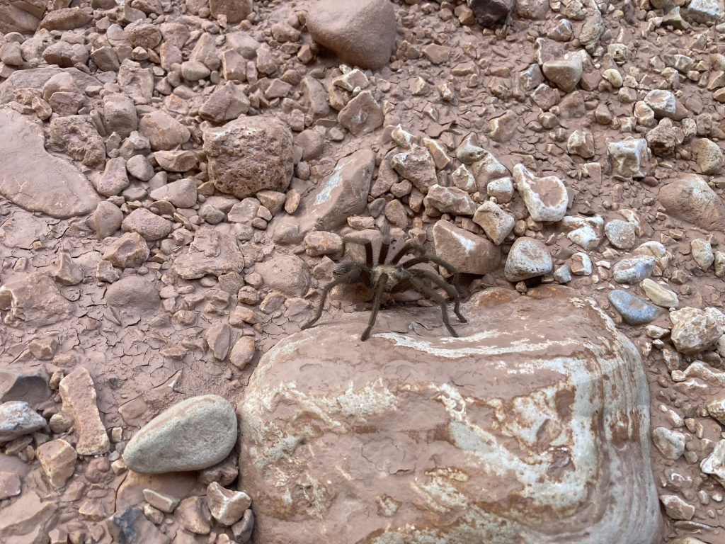 IMG_8630 tarantula