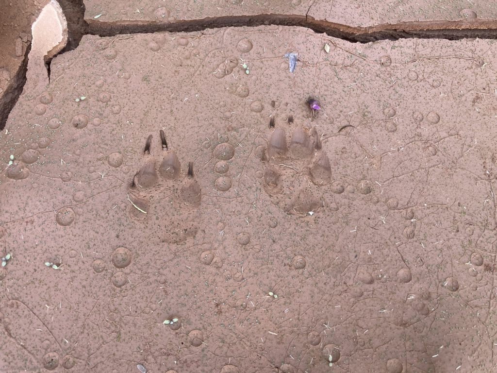 IMG_8635 fox tracks