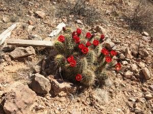 IMG 6540