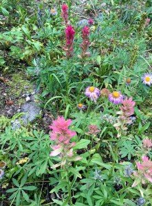 IMG 1614 (1)