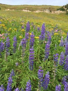 IMG 1629 (1)