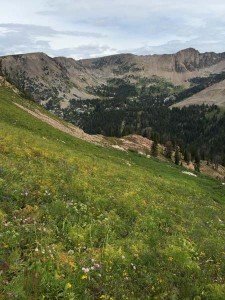 IMG 1631 (1)