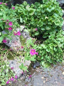 IMG 1654 (1)