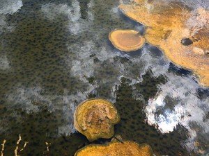 IMG 1661 (1)