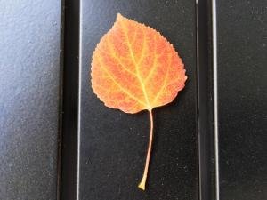 IMG 2543
