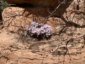 IMG 7884